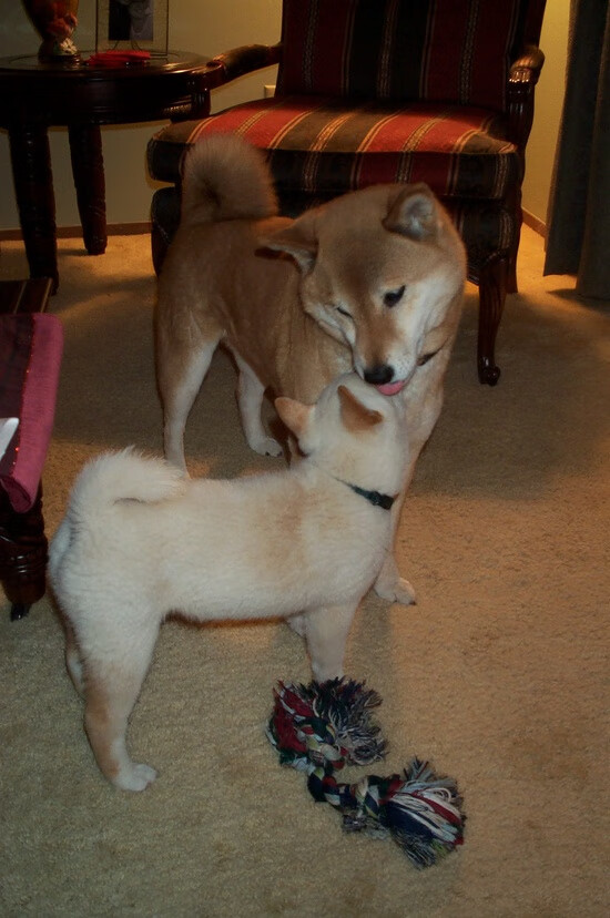 手术刀与指挥家,阿圭罗的欧冠淘汰赛节奏狂想曲