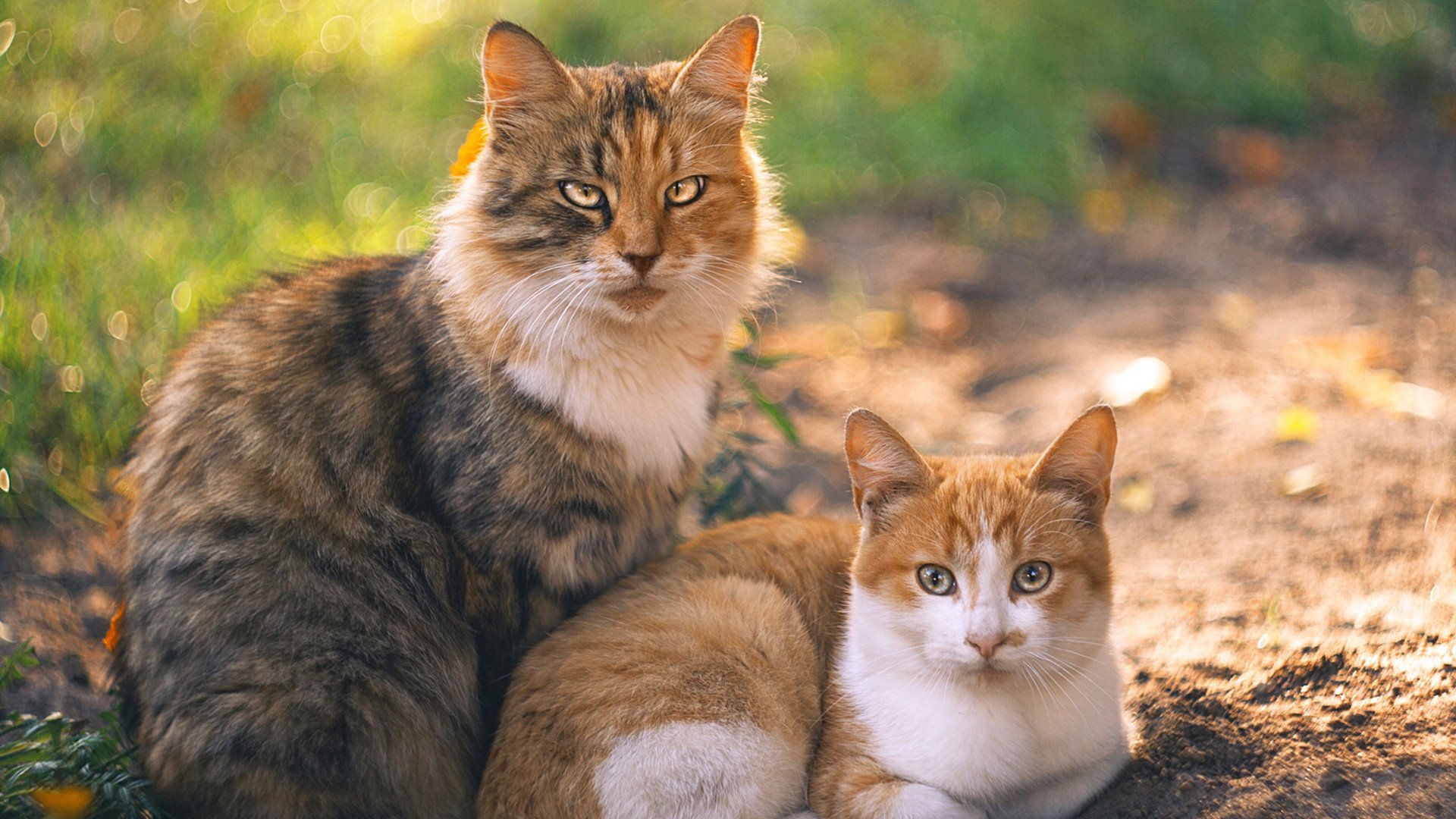 战火重燃!南美风暴中的鬼魅舞步,当委内瑞拉对阵秘鲁,克瓦拉茨赫利亚如何成为攻防转换的心脏?